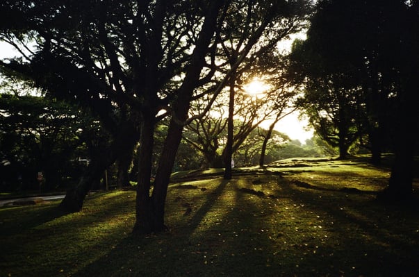 light through tall trees in garden