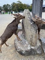 Matheu_deer